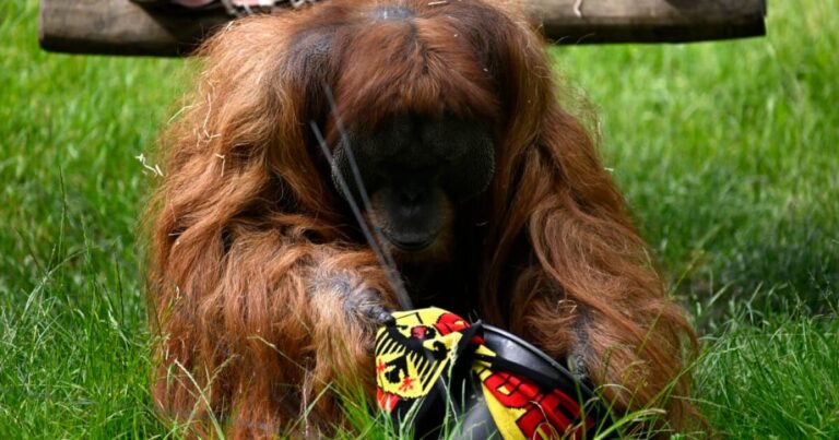 Орангутан Евро 2024